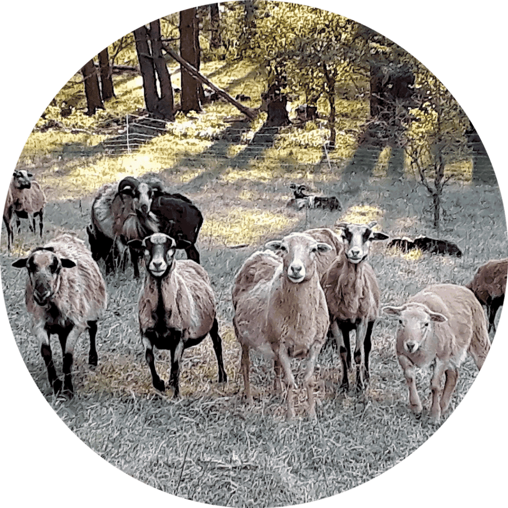 Bild von Ziegen auf einer Weide, im Hintergrund ein Wald