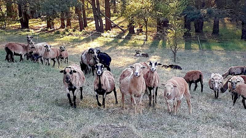 Ziegen auf einer Weide vor einem Wald